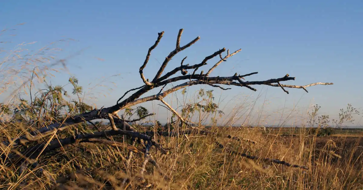 Czy można wyciąć suche drzewo bez zezwolenia?