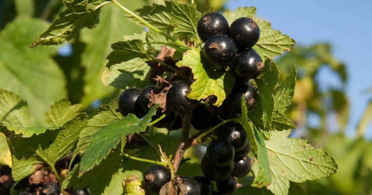 Rozmnażanie porzeczki z gałązek – krok po kroku