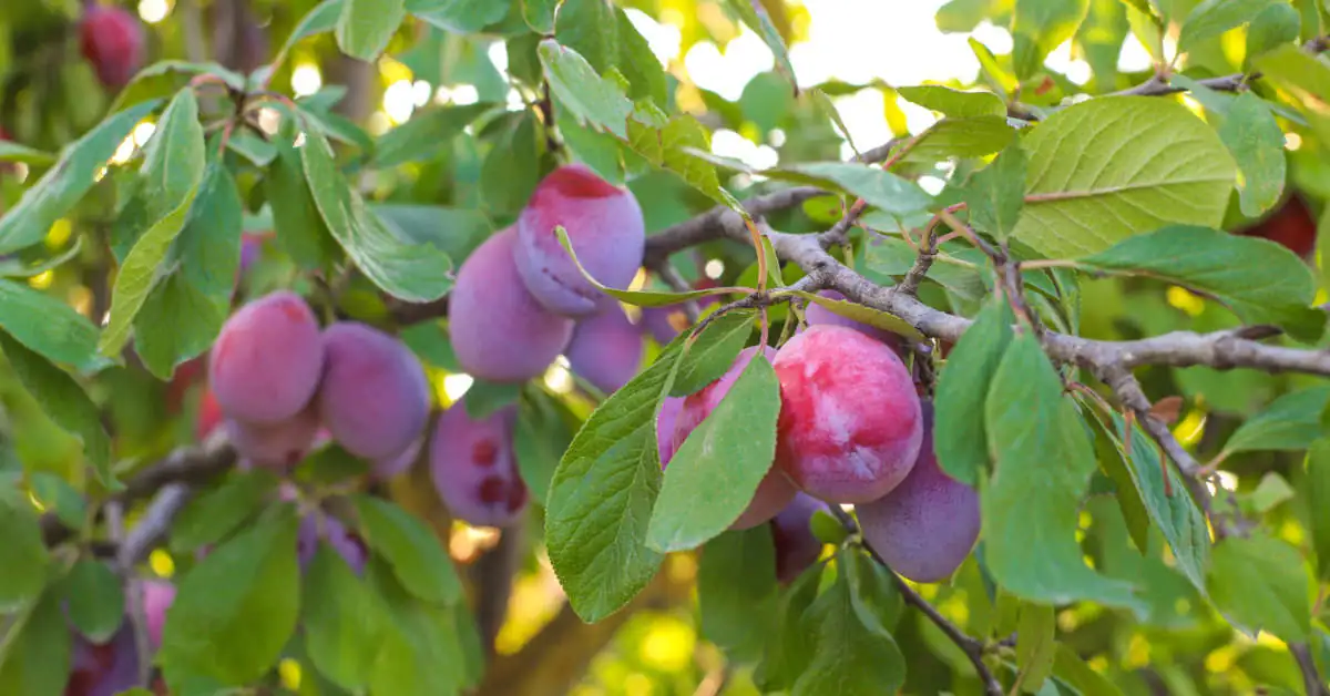 Jak wyhodować śliwkę z pestki?