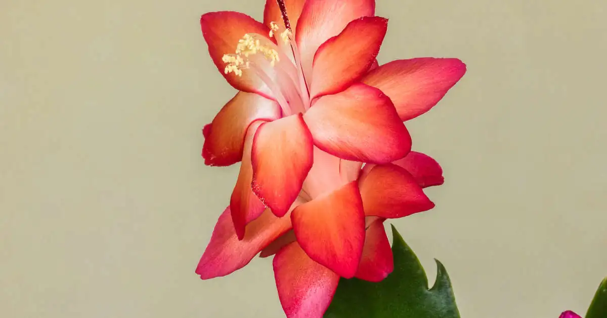 Co zrobić żeby grudnik zakwitł? TOP 5 metod, które zawsze działają!