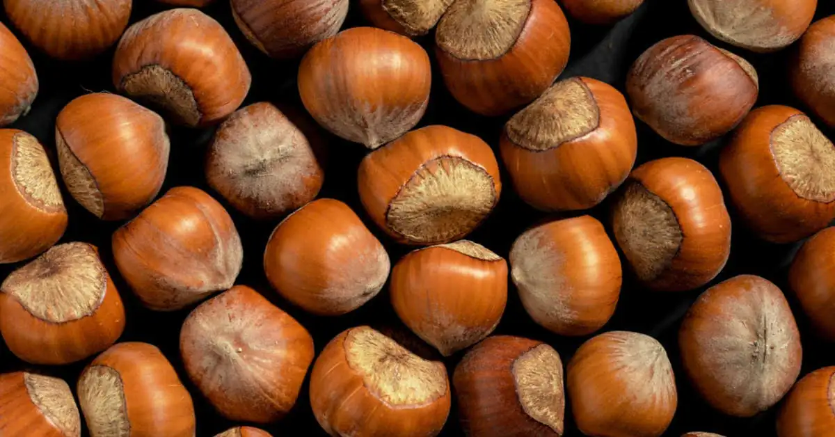 Orzech laskowy w ogrodzie – jak sadzić i prowadzić, by doczekać się dużych plonów?