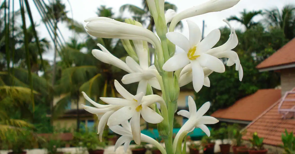 Tuberoza uprawa w doniczce – ekspert radzi