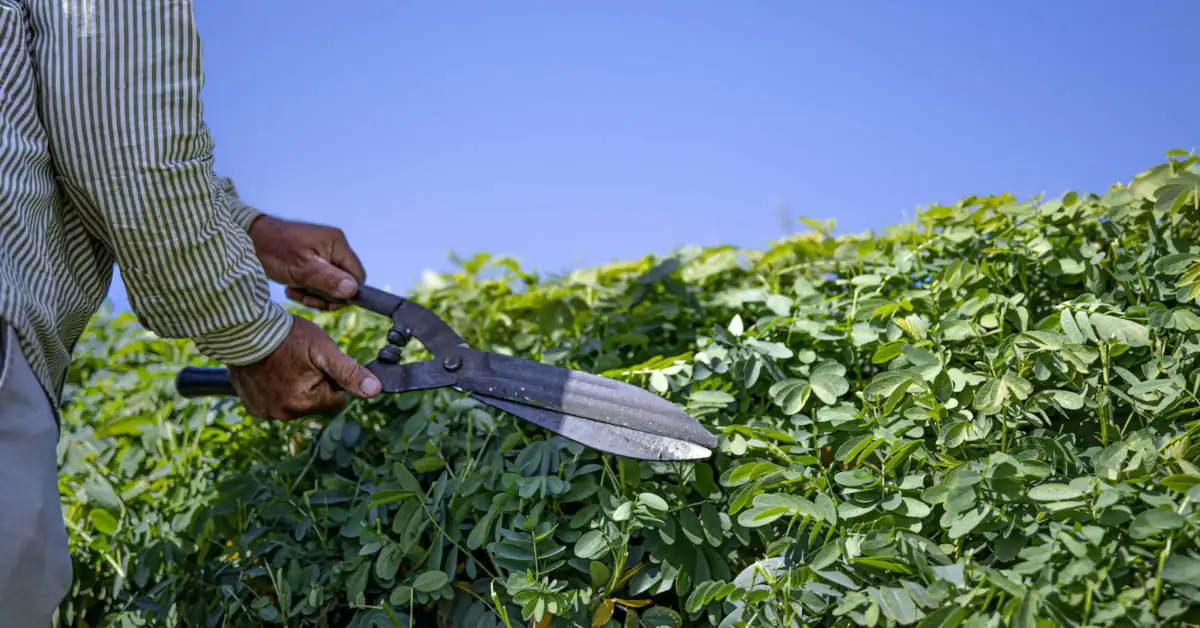 Co na żywopłot zimozielony? TOP 10 propozycji