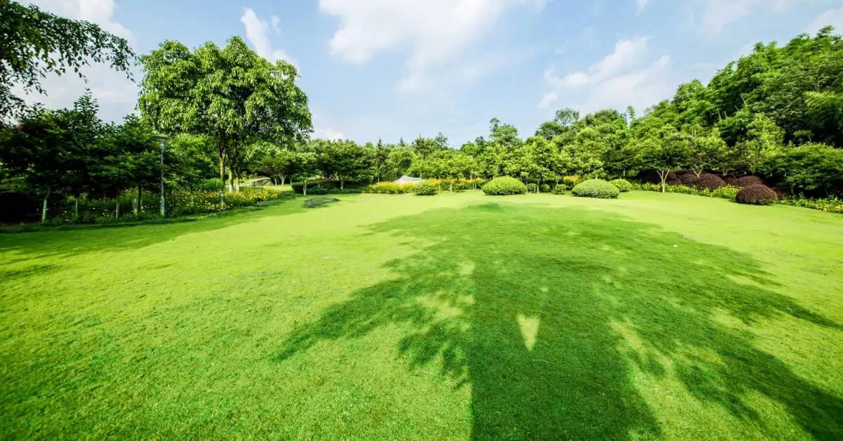 Jak i czym zwalczać chwasty na trawniku?