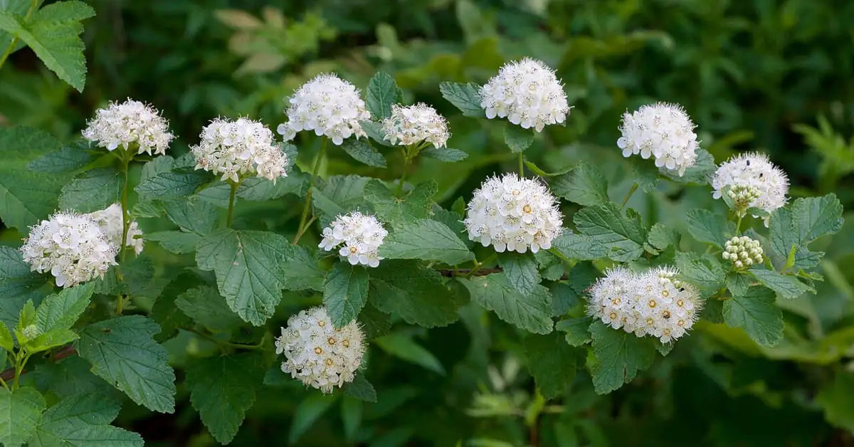 Pęcherznica na żywopłot – co ile sadzić?