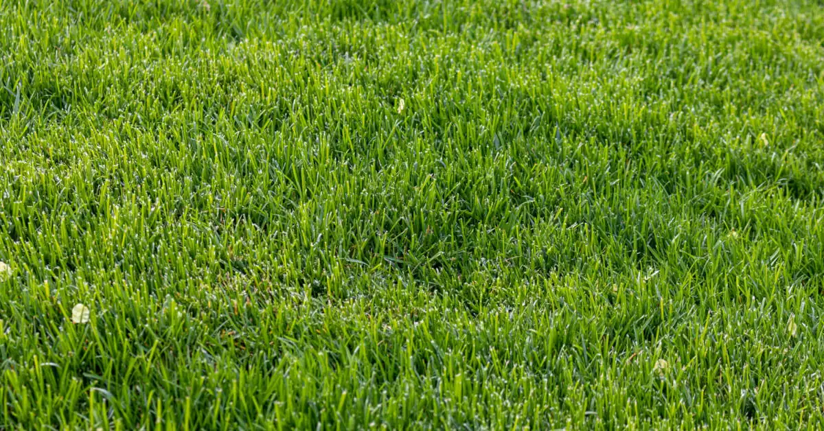 Jak siać trawę na starym trawniku?