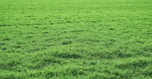 Mocznik na trawnik – kiedy i jak stosować?