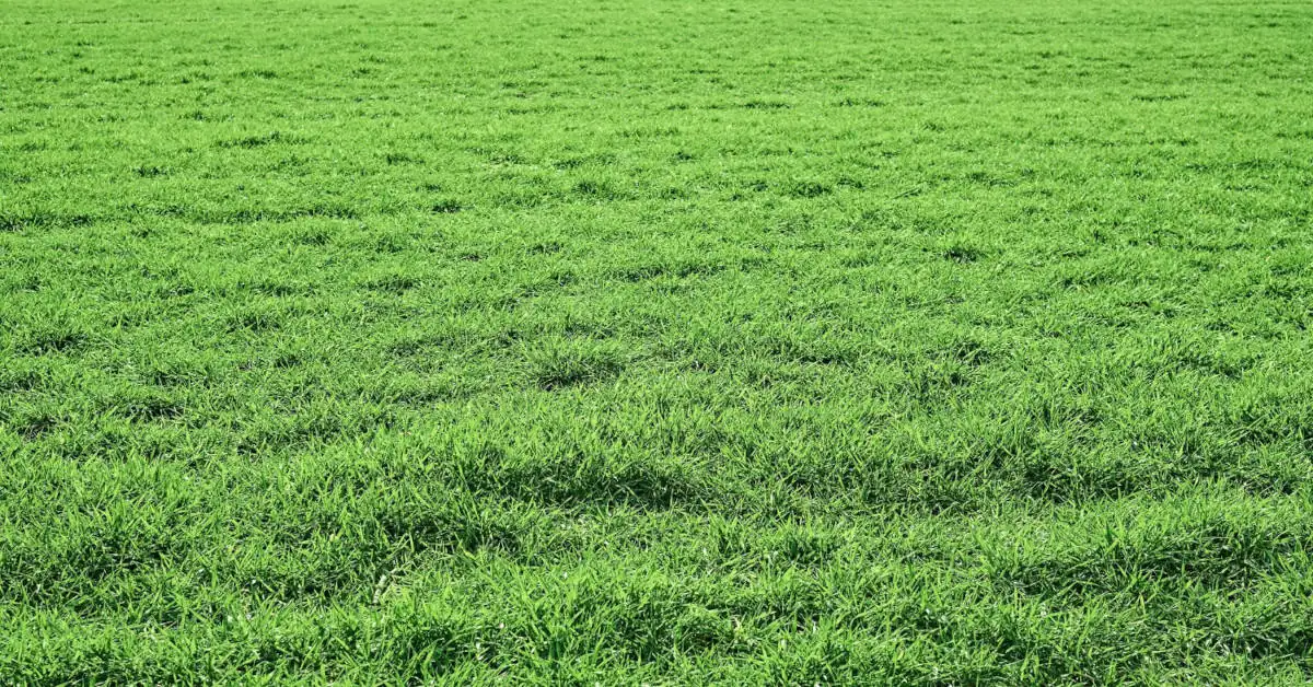 Mocznik na trawnik – kiedy i jak stosować?