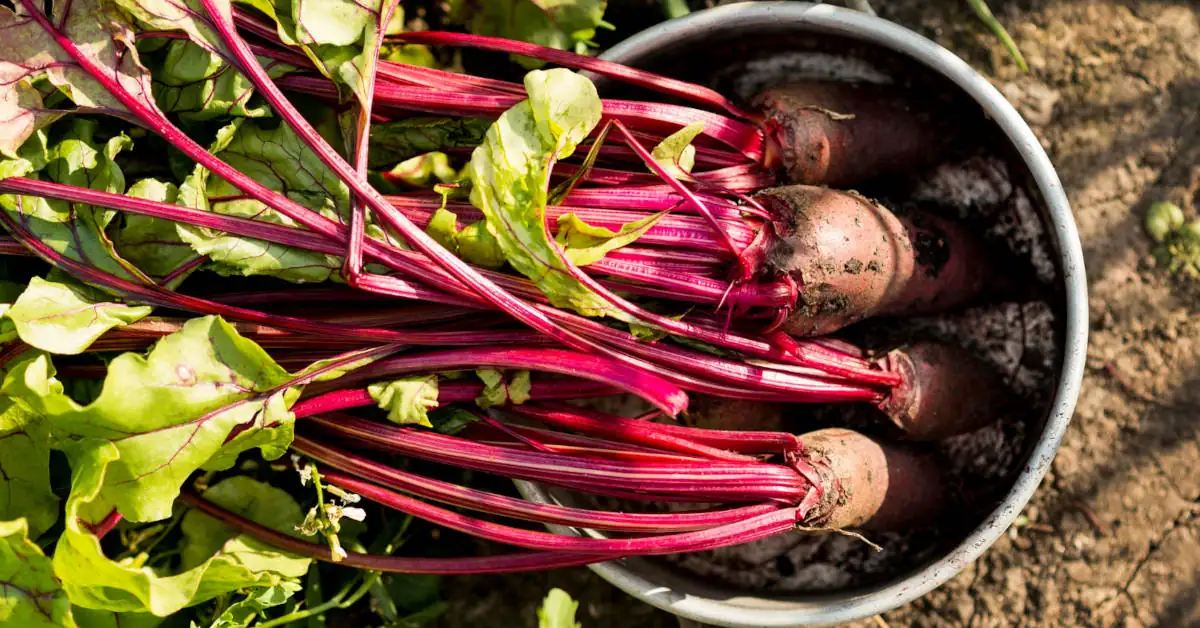Kiedy siać buraki czerwone? Terminy i porady