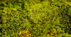 Jak pozbyć się mchu z trawnika? Te metody zawsze działają!