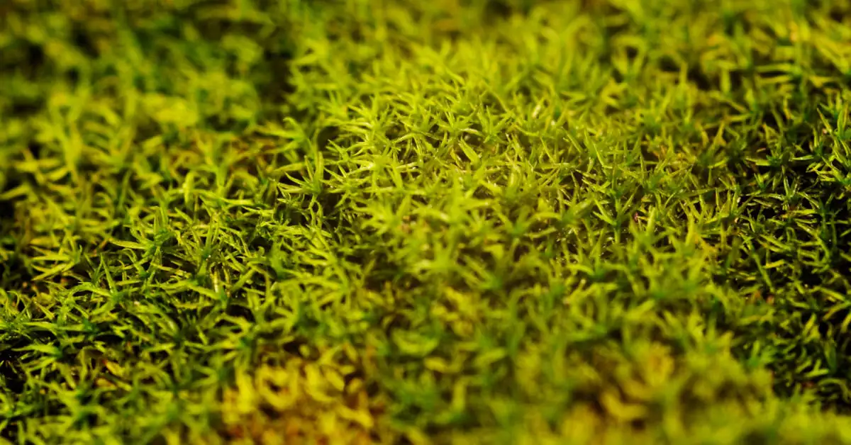 Jak pozbyć się mchu z trawnika? Te metody zawsze działają!
