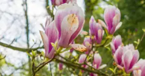 Czego nie lubi magnolia i na co uważać przy pielęgnacji?