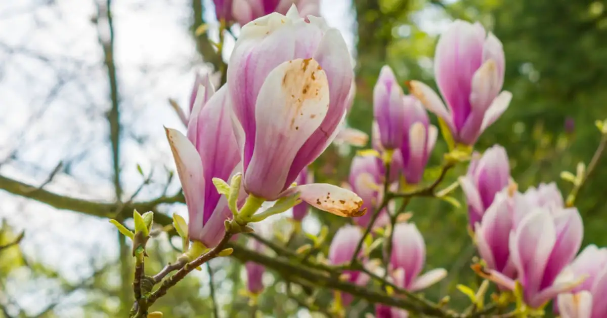 Czego nie lubi magnolia i na co uważać przy pielęgnacji?