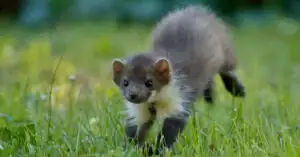 Którędy kuna wchodzi na dach i jak zabezpieczyć dom?
