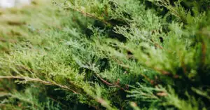 Jak szybko rośnie tuja "Brabant" i "Szmaragd"?