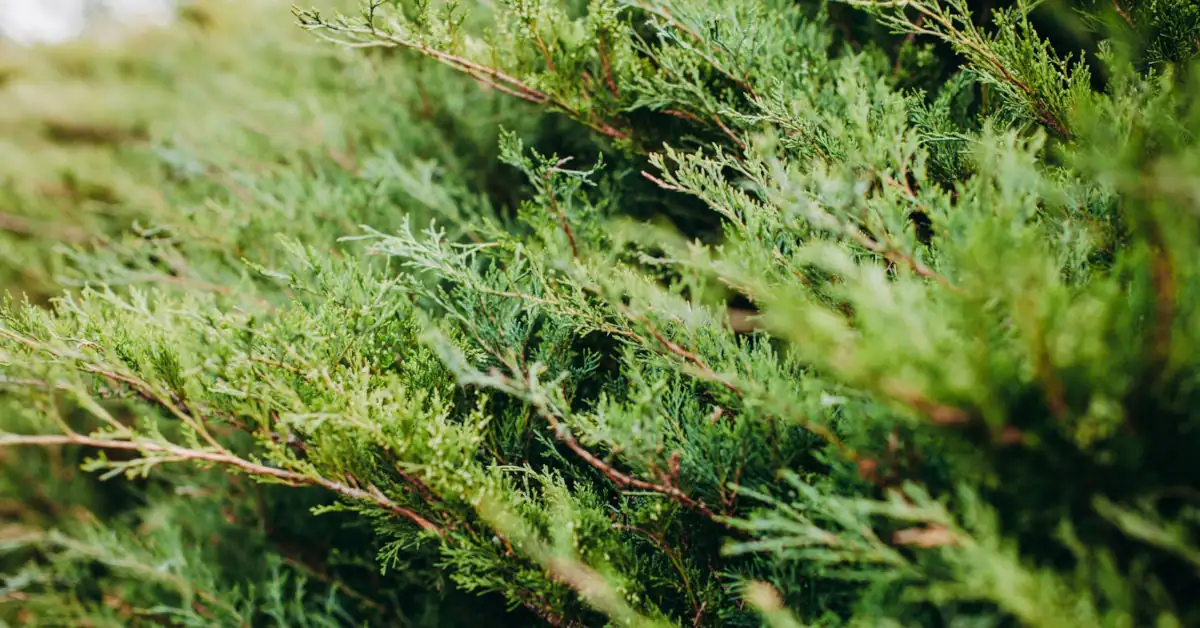 Jak szybko rośnie tuja "Brabant" i "Szmaragd"?