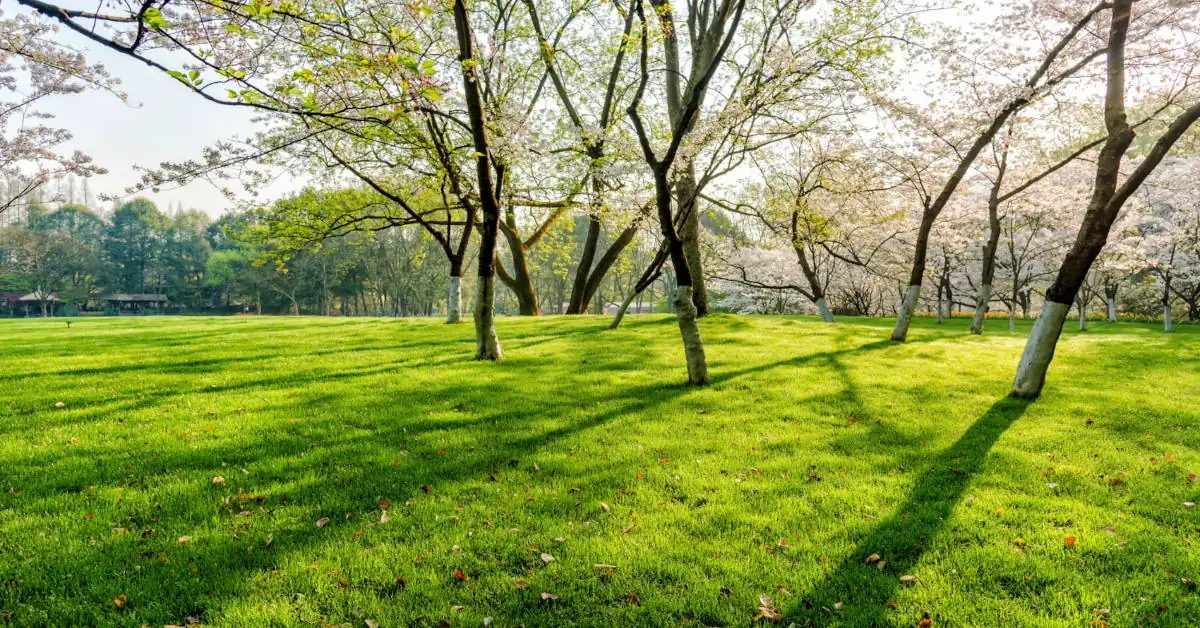 Wapno na trawnik – jak i kiedy stosować?