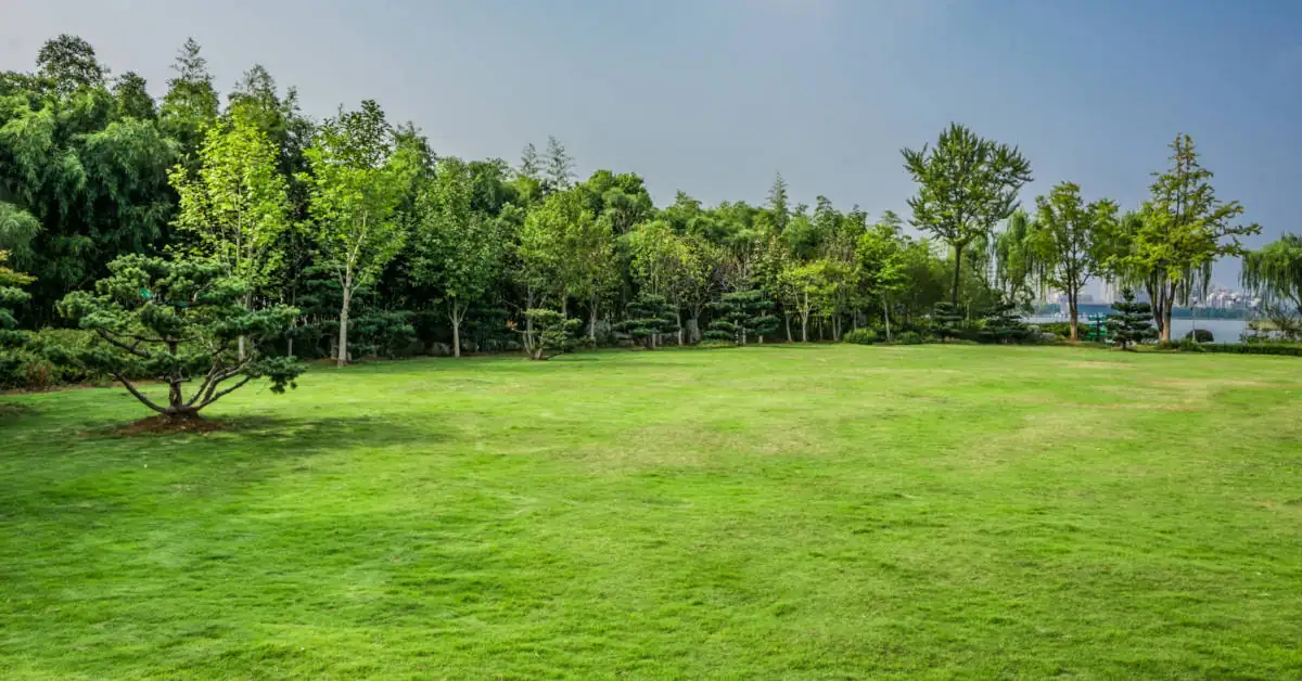 Wertykulacja trawnika – kiedy i jak ją wykonać?