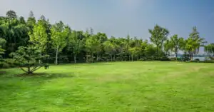 Jaka jest najlepsza trawa na trawnik? TOP 5 gatunków nasion