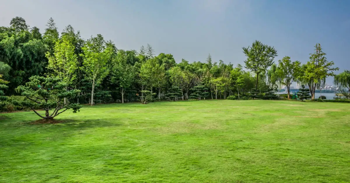 Jaka jest najlepsza trawa na trawnik? TOP 5 gatunków nasion