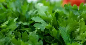 Co zrobić aby seler rósł w korzeń? Ekspert podpowiada