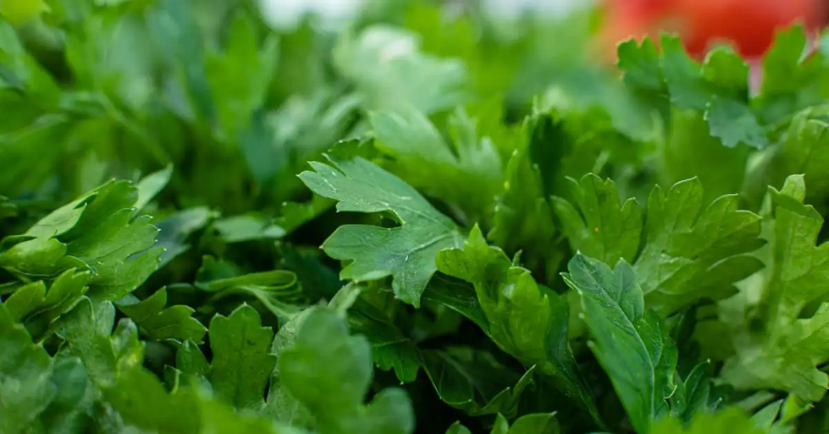 Co zrobić aby seler rósł w korzeń? Ekspert podpowiada