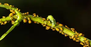 Jak stosować oprysk na mszyce z sody i octu?