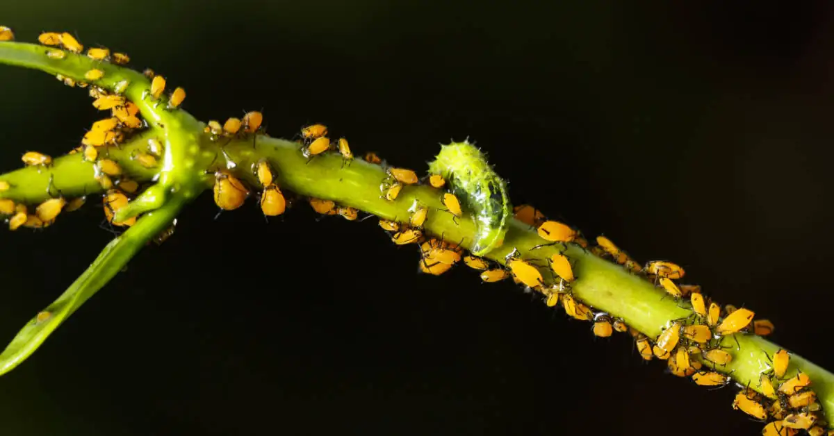 Jak stosować oprysk na mszyce z sody i octu?