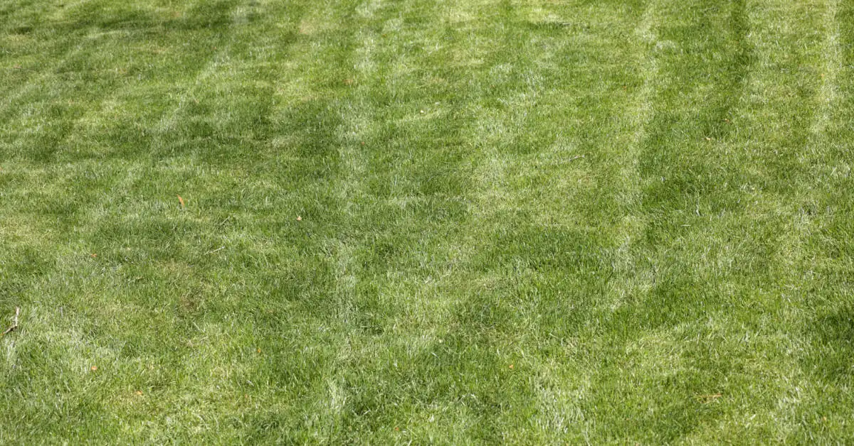 Jak stosować fusy z kawy na trawnik?