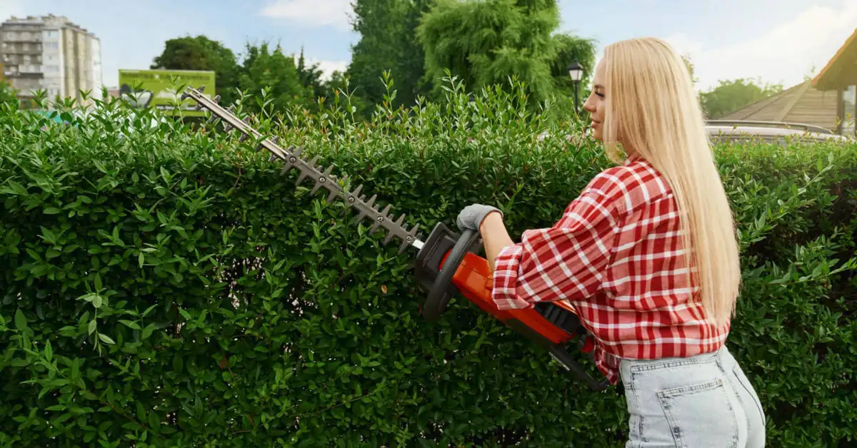 Jak, kiedy i czym przycinać żywopłot?