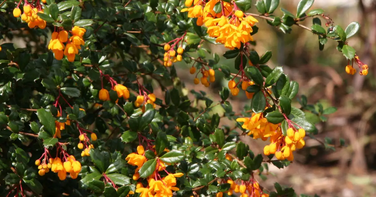 Jak gęsto sadzić berberys na żywopłot?