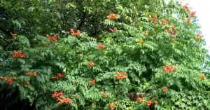 Jak prowadzić milin w formie drzewka?