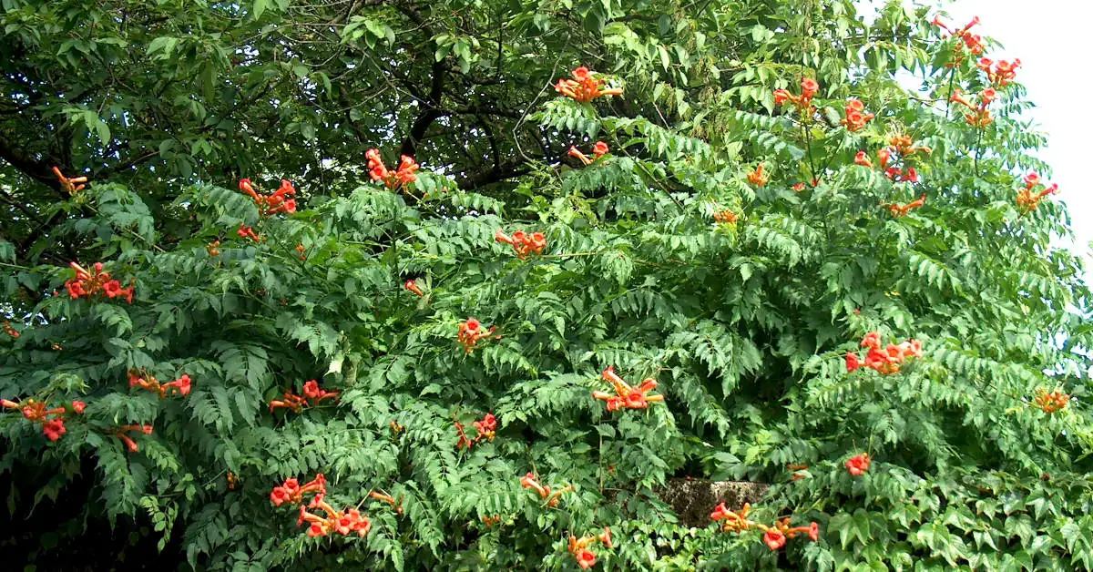 Jak prowadzić milin w formie drzewka?