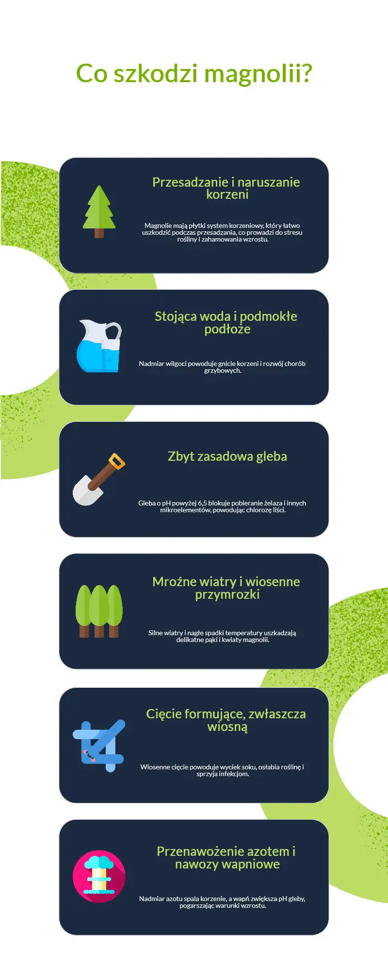 Czego nie lubi magnolia infografika