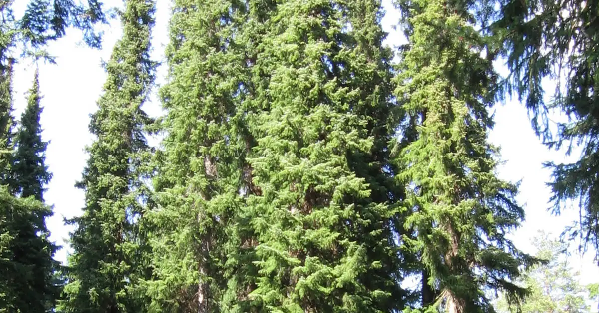 Świerk serbski na żywopłot – uprawa, przycinanie, pielęgnacja