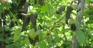 Czy liście orzecha włoskiego są trujące? Czy można je kompostować?