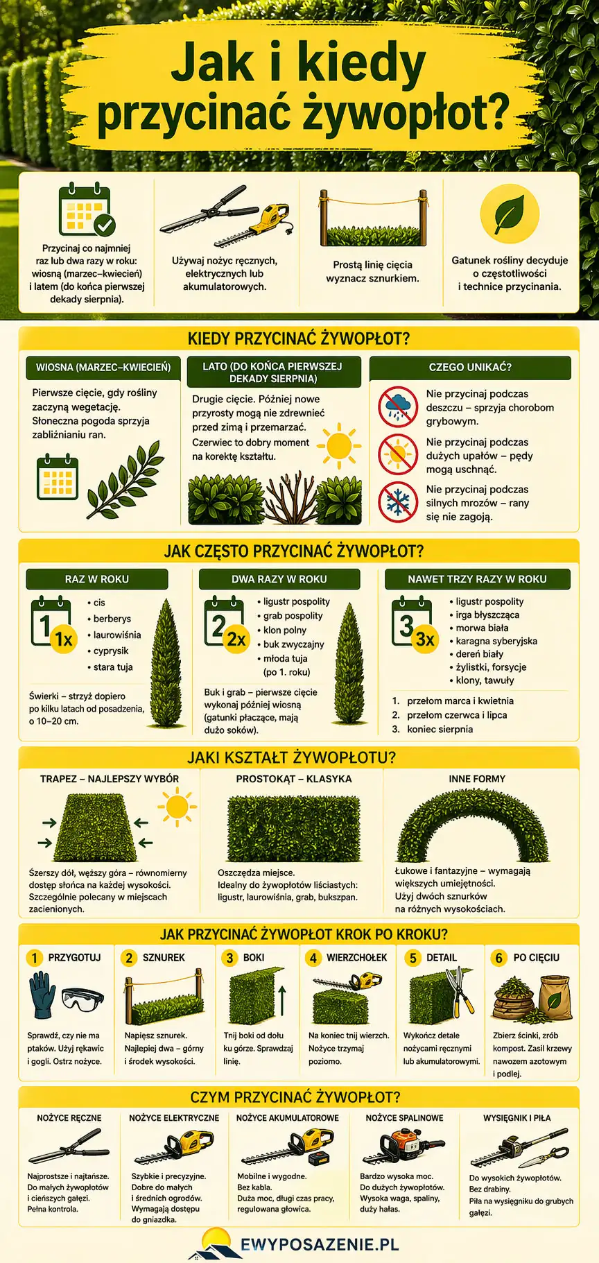 jak i kiedy przycinać żywopłot infografika
