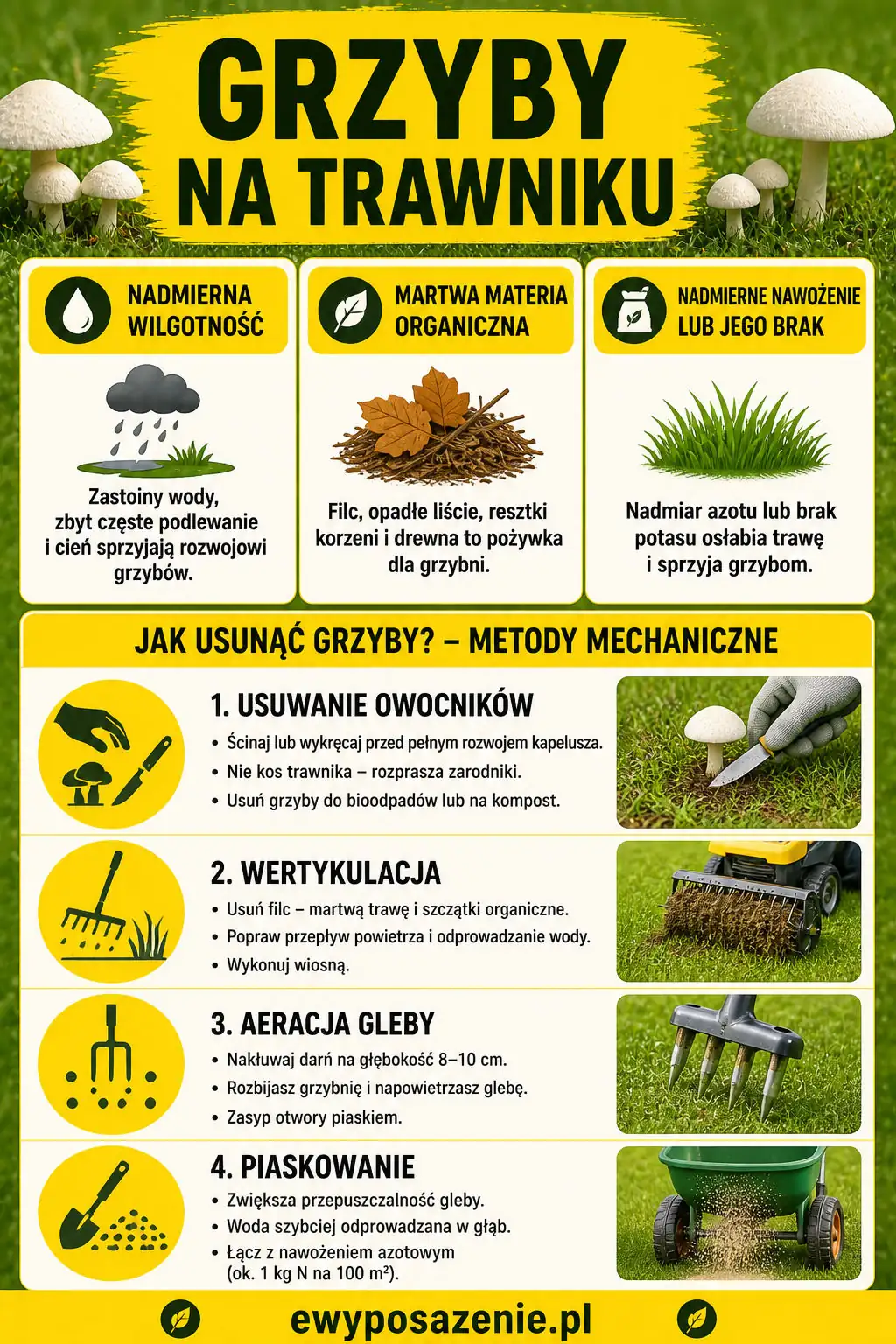 grzyby na trawniku infografika
