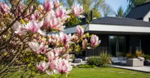 Jaka ziemia do magnolii jest najlepsza?