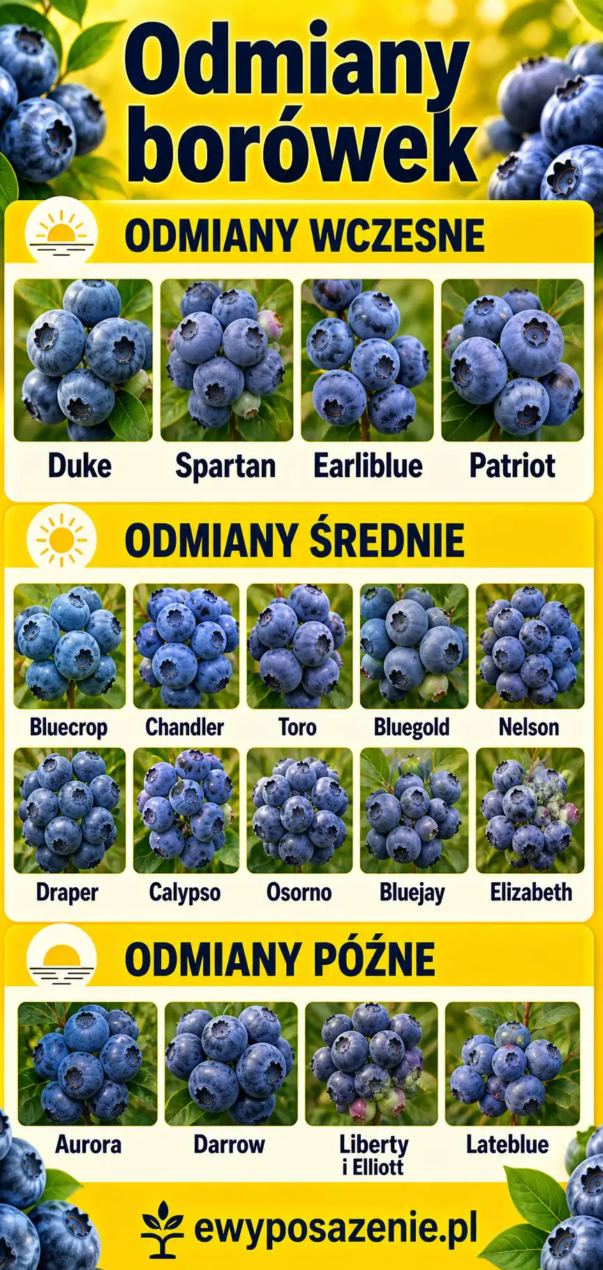 odmiany borówek infografika