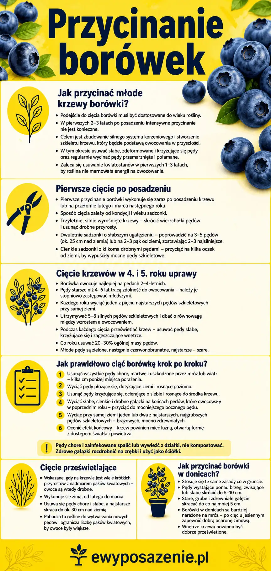 Przycinanie borówek infografika