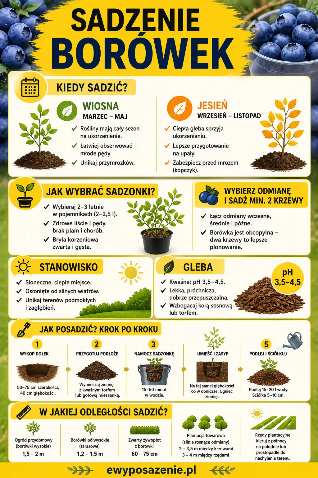 sadzenie borówek infografika